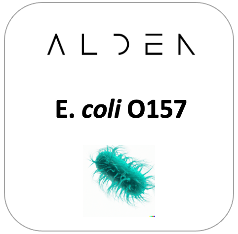 E. coli O157