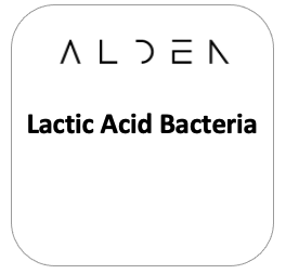 Lactic Acid Bacteria