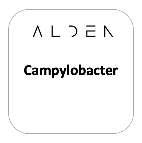 Campylobacter